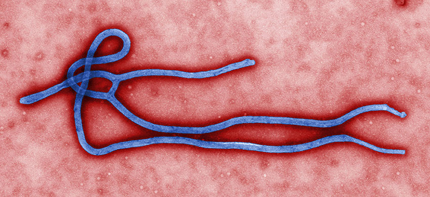 Abola Virus